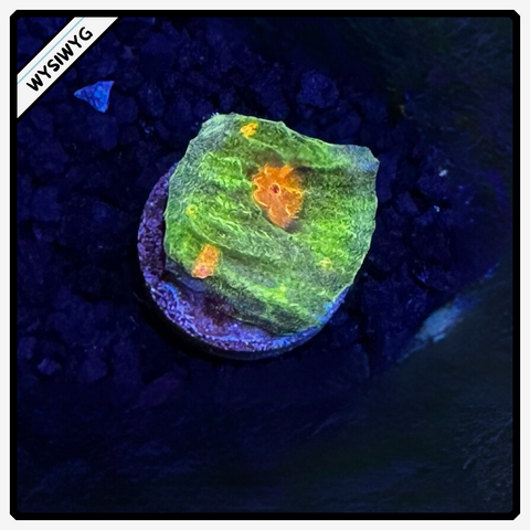 Space Invader Chalice Frag WYSIWYG 4