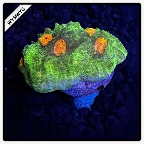 Space Invader Chalice Frag WYSIWYG 3