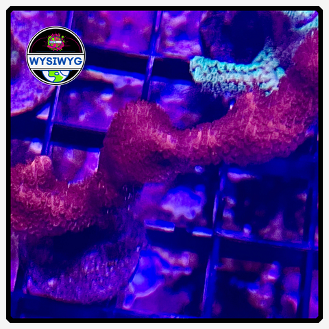 Pink Birdsnest Frag WYSIWYG 1