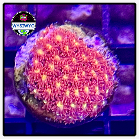 Pink Lemon Drop Goniopora Frag WYSIWYG 1