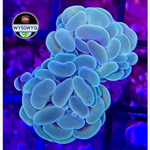 Polar Plunge Branching Hammer Frag WYSIWYG