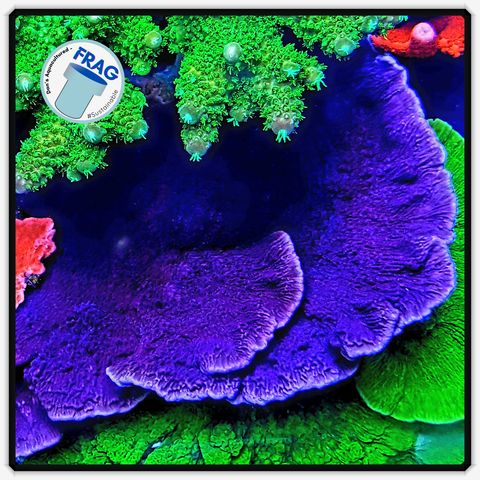 Purple Montipora Capricornis Frag