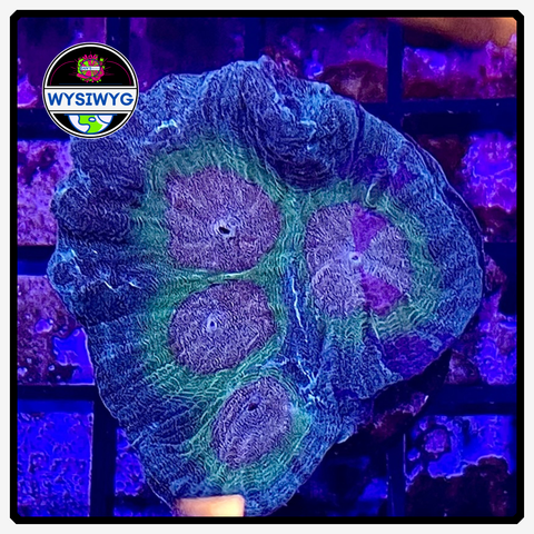 Rainbow Pectinia Frag WYSIWYG 1