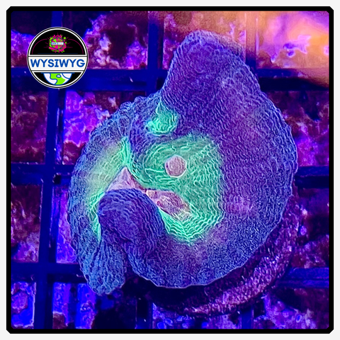 Rainbow Pectinia Frag WYSIWYG 2