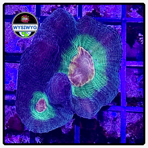 Rainbow Pectinia Frag WYSIWYG 4