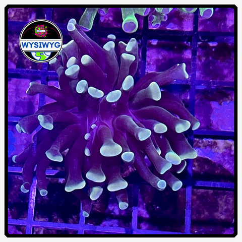 Australian Rasta - Torch Frag - WYSIWYG 1
