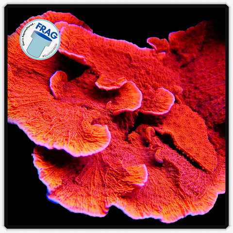 Dark Red Montipora Capricornis Frag