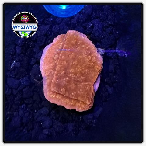 Red MontiDigi Frag WYSIWYG 8