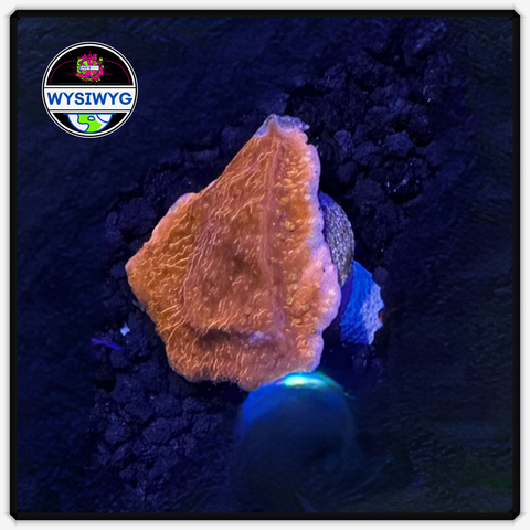 Red MontiCap Frag WYSIWYG 2