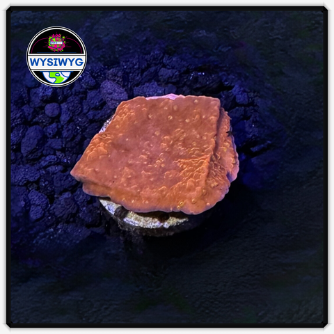 Red MontiCap Frag WYSIWYG 3