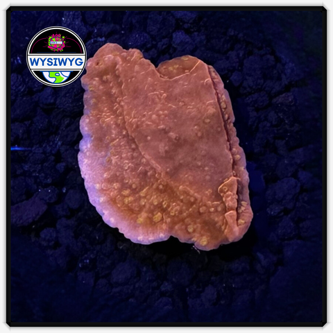 Red MontiCap Frag WYSIWYG 6