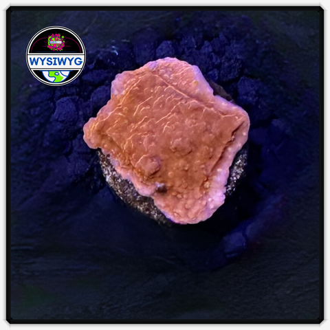 Red MontiDigi Frag WYSIWYG 7