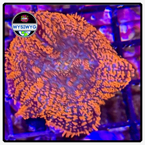 Red Superman Rhodactis Shroom Frag WYSIWYG 1