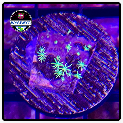 Shock Therapy Green Star Polyp Frag WYSIWYG 1