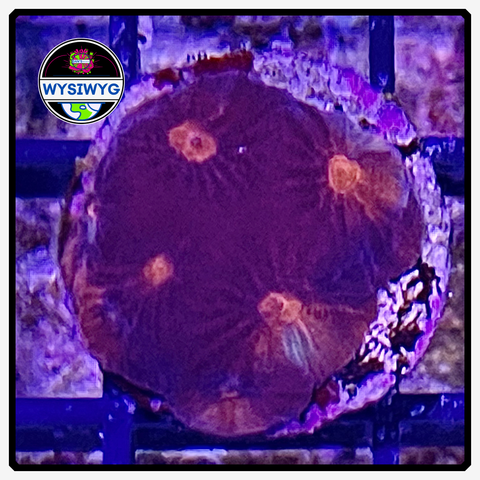 Solar Flare Favia Frag WYSIWYG 1