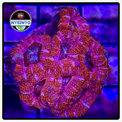 Aussie Ultra Acan Lord WYSIWYG 1