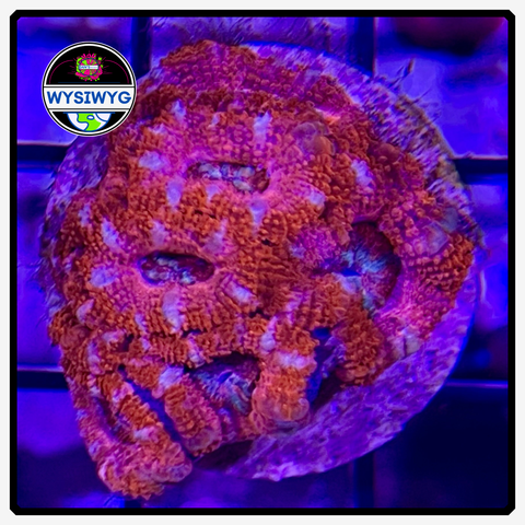Aussie Ultra Acan Lord Frag WYSIWYG 2