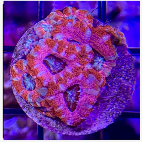 Aussie Ultra Acan Lord WYSIWYG 3