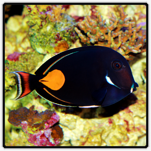 Achilles Tang - Acanthurus Achilles