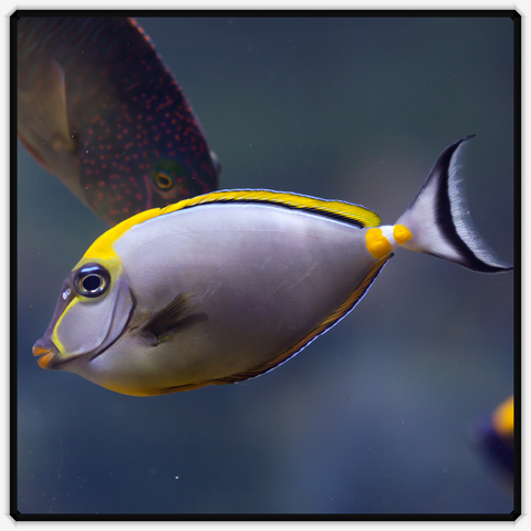 Blonde Naso Tang - Naso Elegans