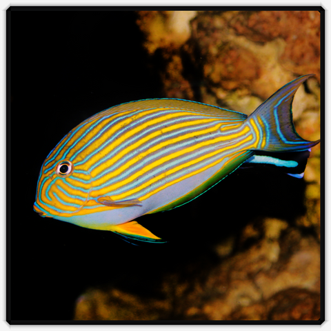 Clown Tang- Acanthurus Lineatus