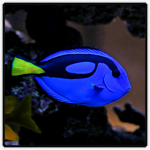 Pacific Blue Tang - Paracanthurus Hepatus