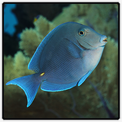 Caribbean Blue Tang  - Acanthurus Coeruleus