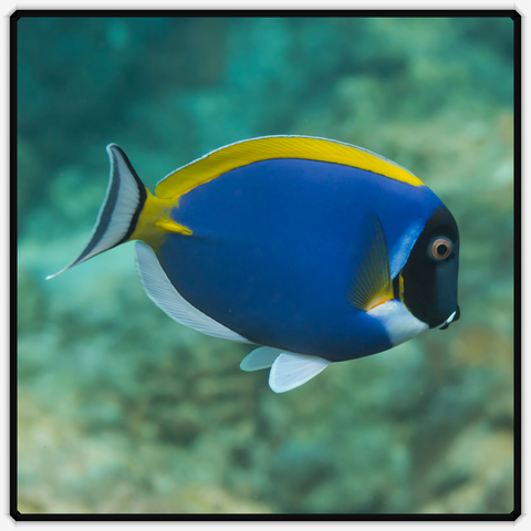 Powder Blue Tang - Acanthurus Leucosternon