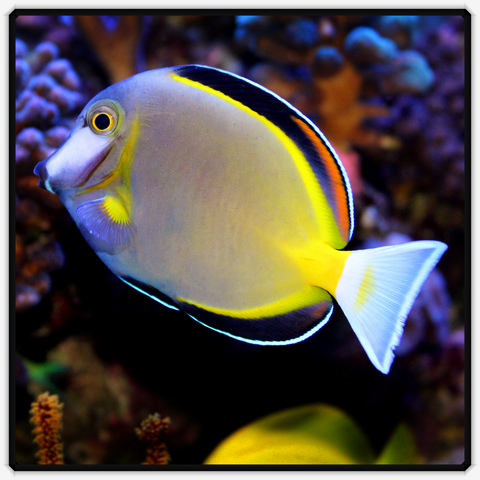 Powder Brown Tang - Acanthurus Japonicus