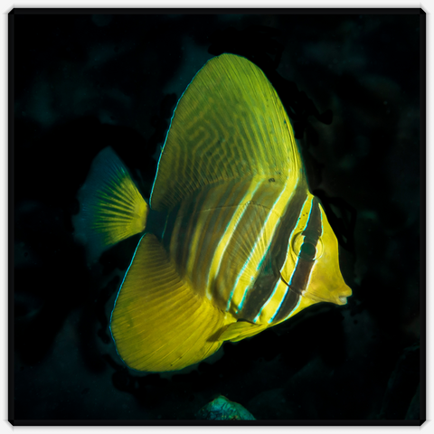 Sailfin Tang - Zebrasoma Velifer