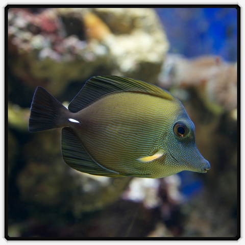 Scopas Tang - Zebrasoma Scopas