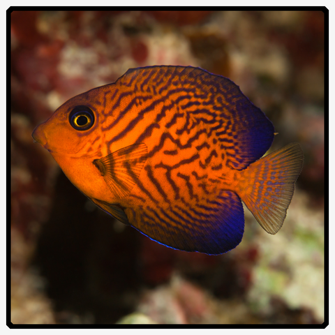 Chevron Tang - Ctenochaetus Hawaiiensis