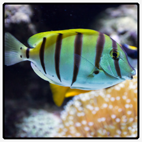 Convict Tang - Acanthurus Triostegus