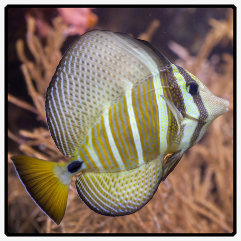 Desjardini Sailfin Tang - Zebrasoma Desjardini