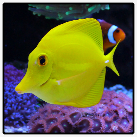 Yellow Tang - Zebrasoma Flavescens