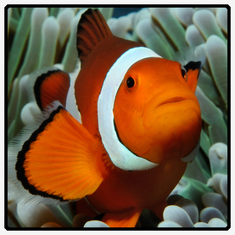 Clownfish - Fascinating Facts About These Colorful Creatures