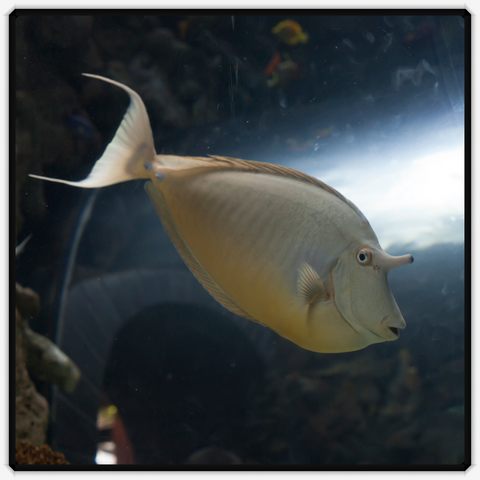 Elongated Unicorn Tang - Naso Lopezi