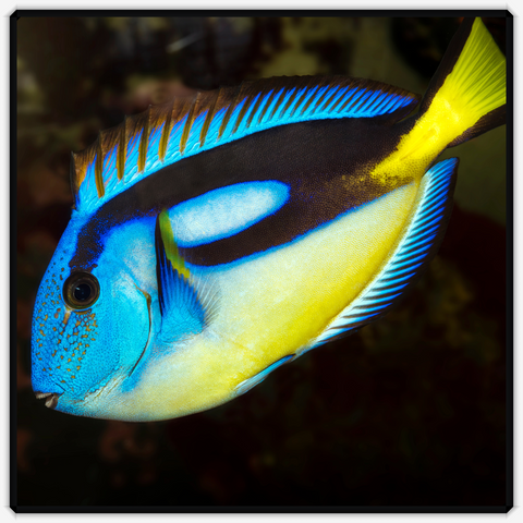 Yellow Belly Regal Blue Tang - Paracanthurus Hepatus var.