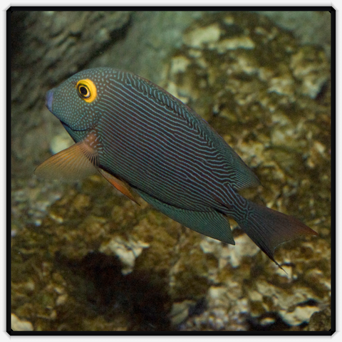 Yellow Eyed Kole Tang - Ctenochaetus Strigosus