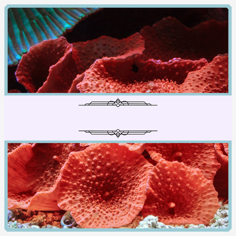 Soft Coral