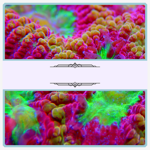 LPS Coral
