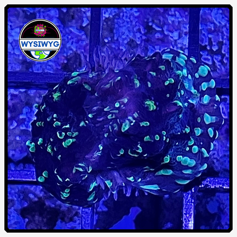 Acid Rain Chalice Frag WYSIWYG 1