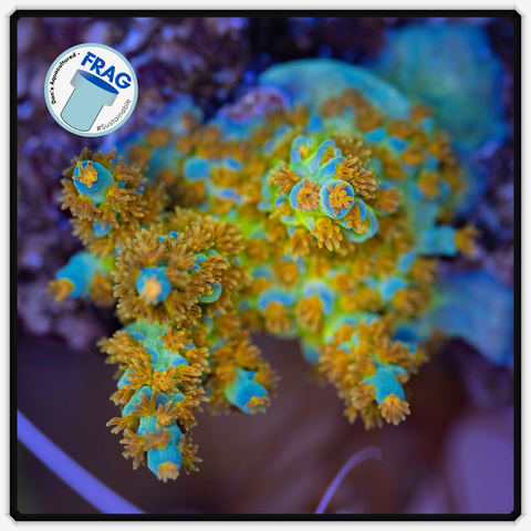 Angry Birds Acropora Frag