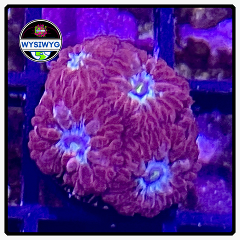 Arc Reactor Blastomussa Merletti Frag WYSIWYG 1
