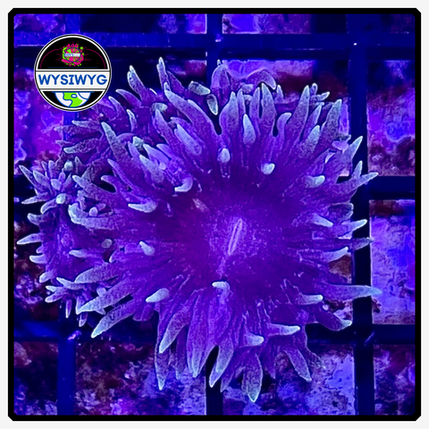 Aussie Blue Duncan Frag WYSIWYG 3