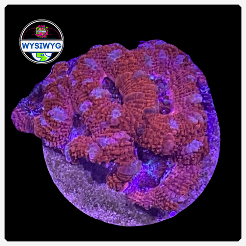 Aussie Ultra Acan Lord WYSIWYG 1