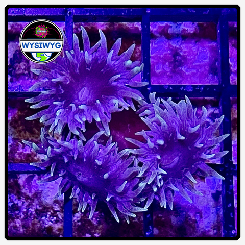 Aussie Blue Duncan Frag WYSIWYG 1