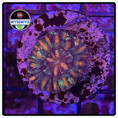 Scolymia LPS