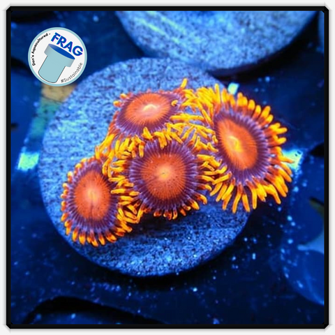 Bam Bam Zoanthid Frag