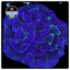 Australian Toxic Blue - Branching Hammer Frag - WYSIWYG 2